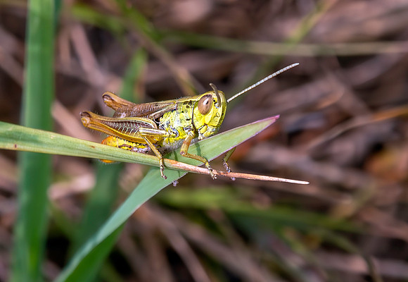 Jersey grasshopper