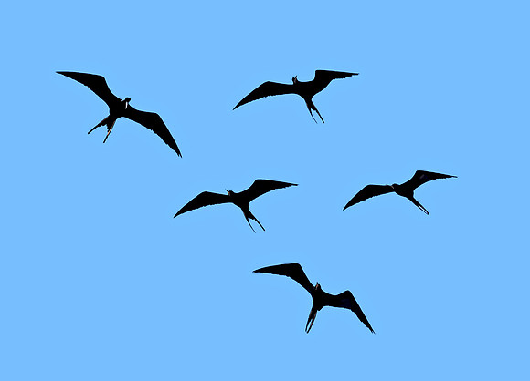 Magnificent frigatebird