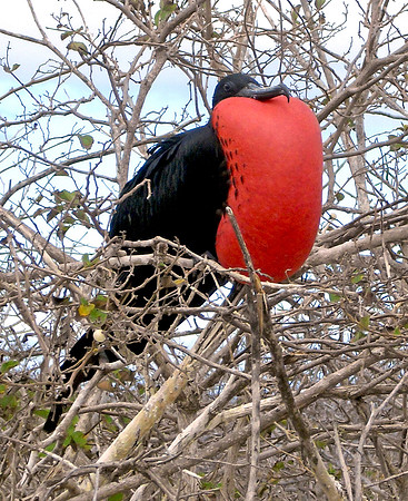 Magnificent frigatebird
