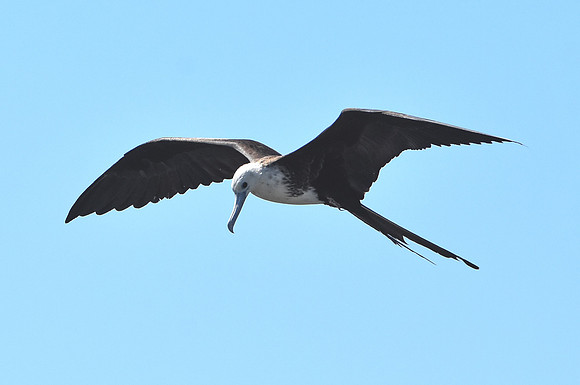 Magnificent frigatebird