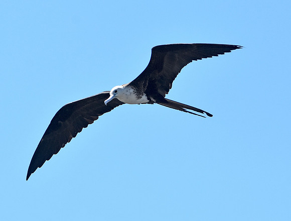 Magnificent frigatebird