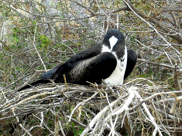Magnificent frigatebird, female