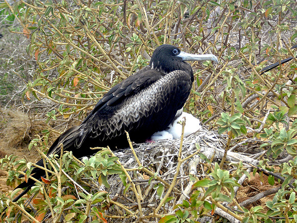 Magnificent frigatebird, female