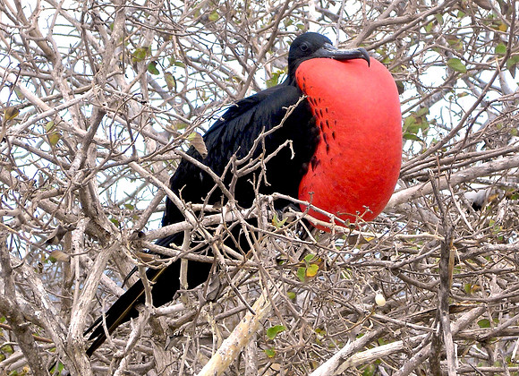 Magnificent frigatebird