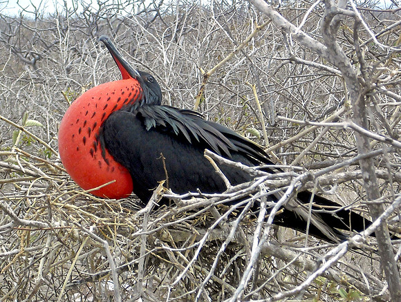 Magnificent frigatebird
