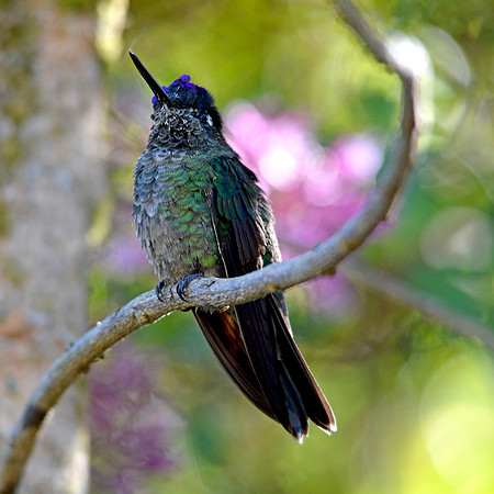 Magnificent hummingbird