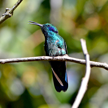 Magnificent hummingbird