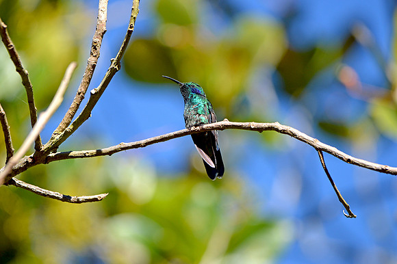 Magnificent hummingbird
