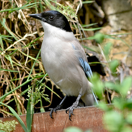 Azure winged magpie
