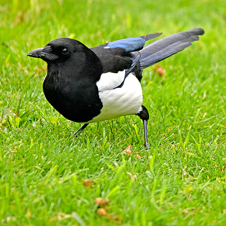 Eurasian magpie