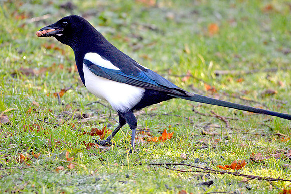 Eurasian magpie