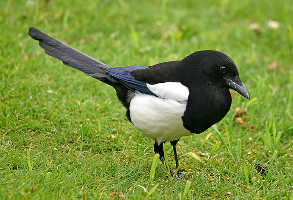 Eurasian magpie