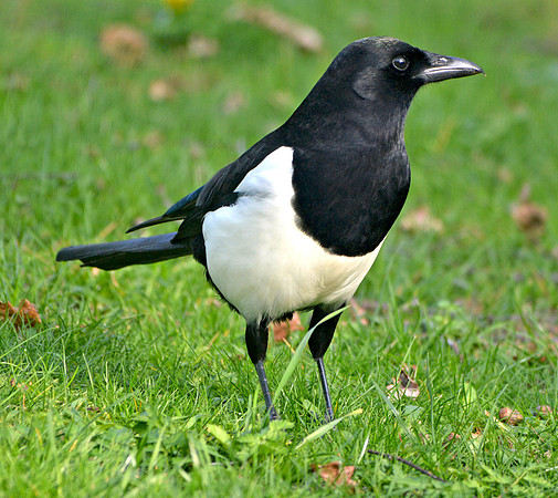 Eurasian magpie