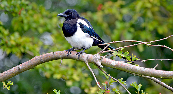 Eurasian magpie