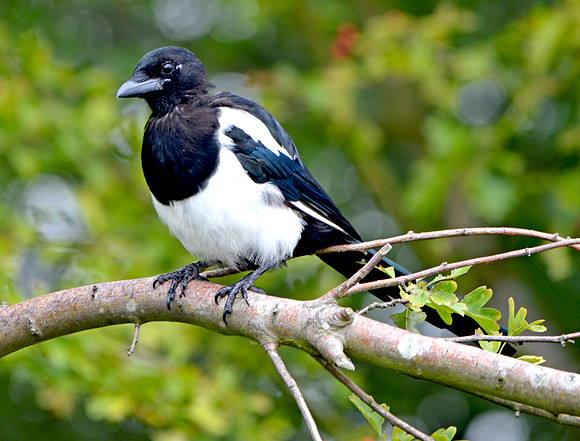 Eurasian magpie