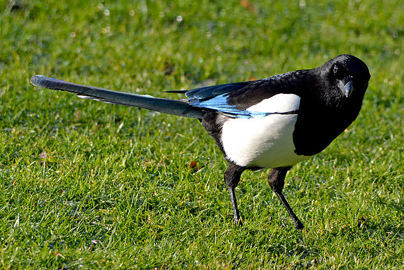 Eurasian magpie