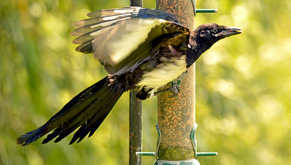 Eurasian magpie