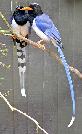 Red billed blue magpie