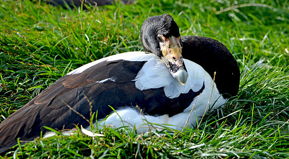 Magpie goose
