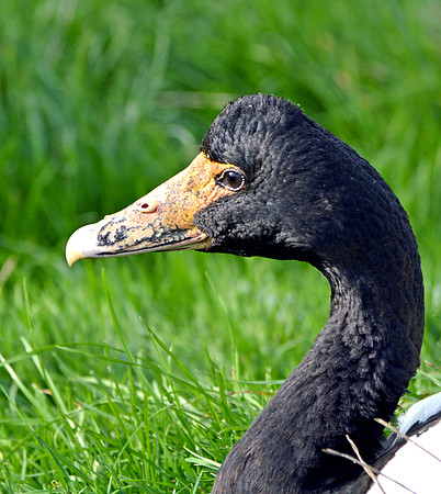 Magpie goose