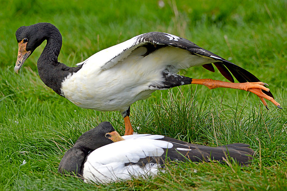 Magpie goose