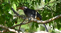 Malabar Grey hornbill