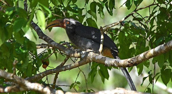 Malabar Grey hornbill