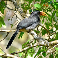 Malabar Grey hornbill