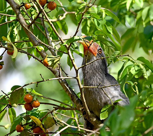 Malabar Grey hornbill