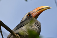 Malabar Grey hornbill