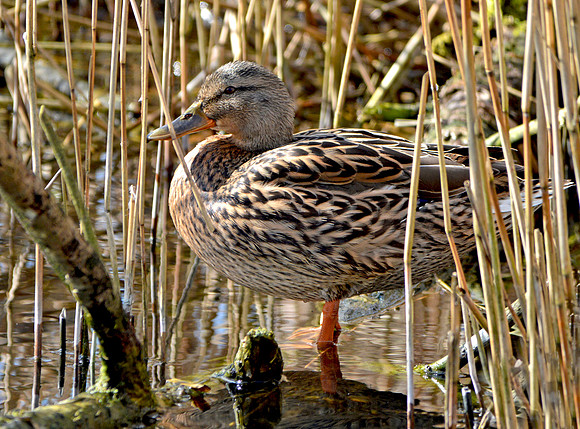 Mallard, female