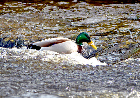 Mallard