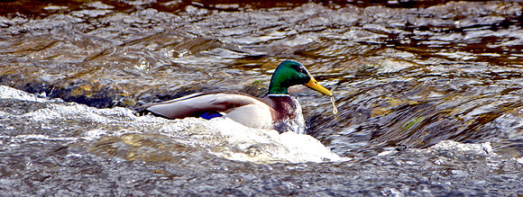 Mallard