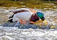 Mallard