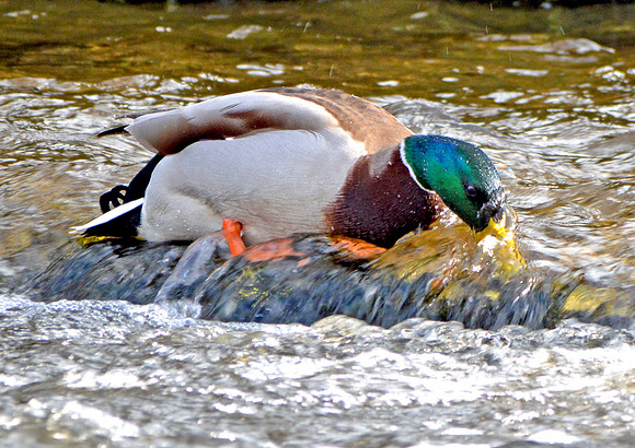 Mallard