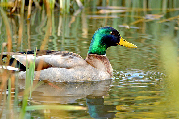 Mallard