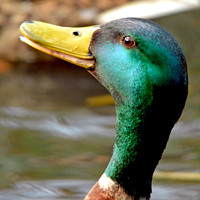 Mallard