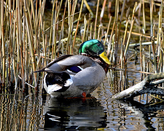 Mallard