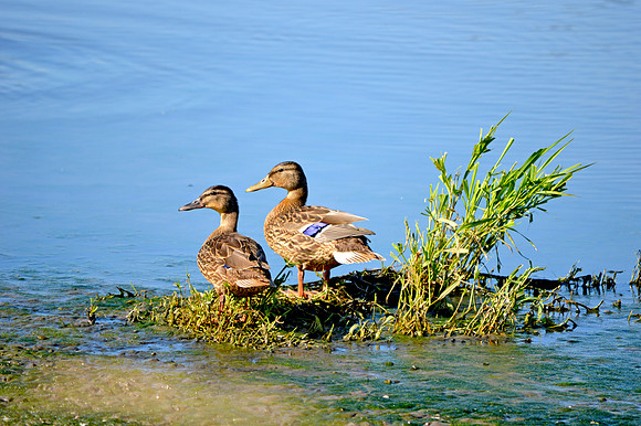 Mallard