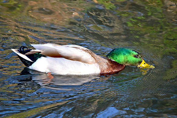 Mallard