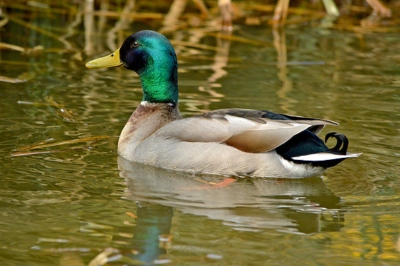 Mallard