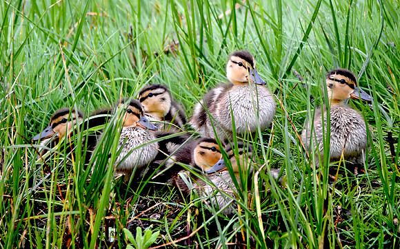 Mallard