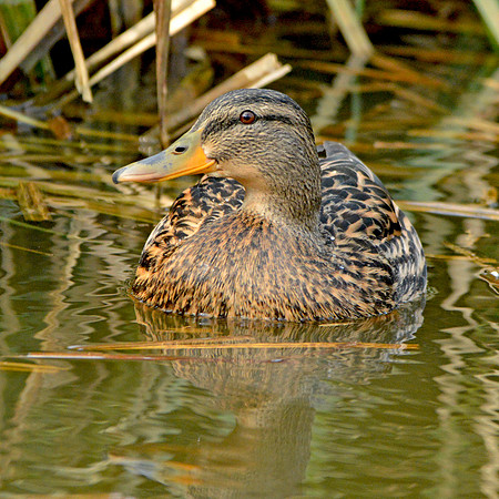 Mallard, female