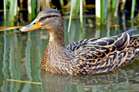 Mallard, female