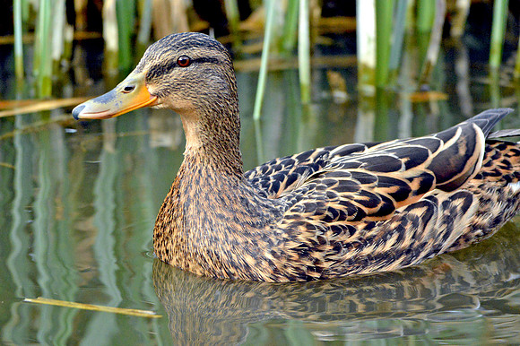 Mallard, female