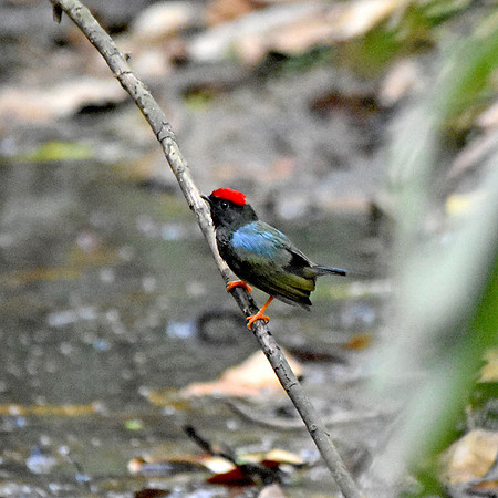 Lance tailed manakin