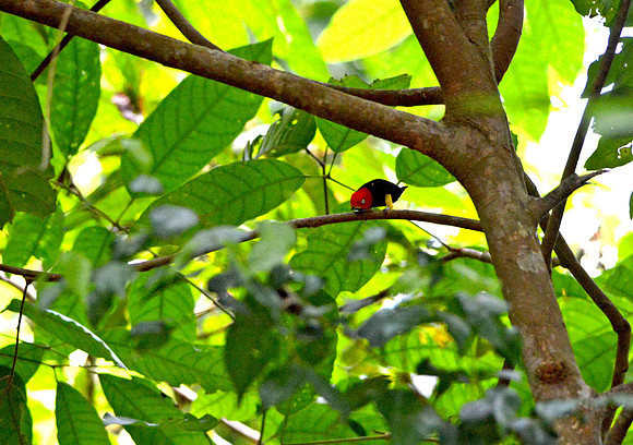 Red capped manakin