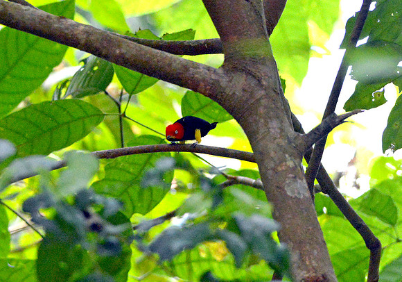 Red capped manakin