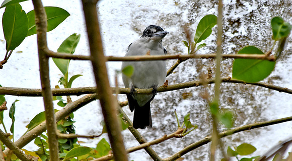 Mangrove kingfisher