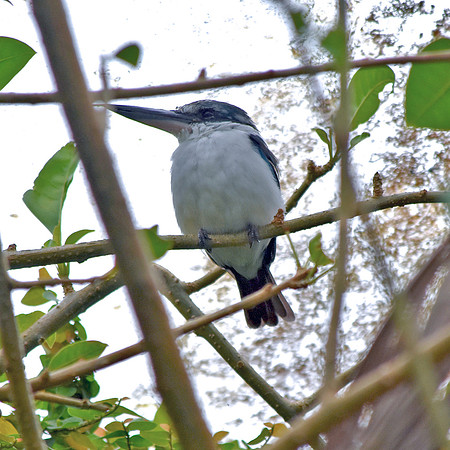 Mangrove kingfisher